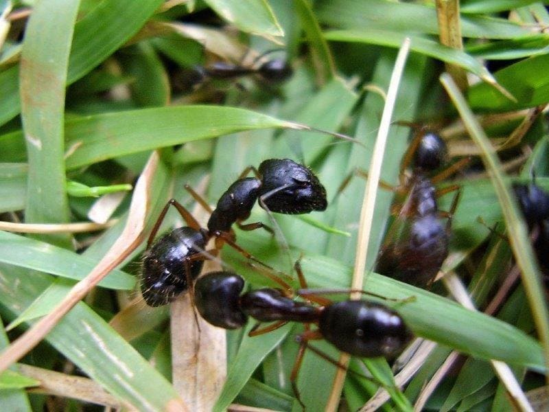 Controle de formigas