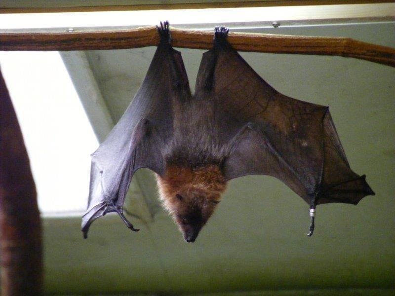 Controle de morcegos