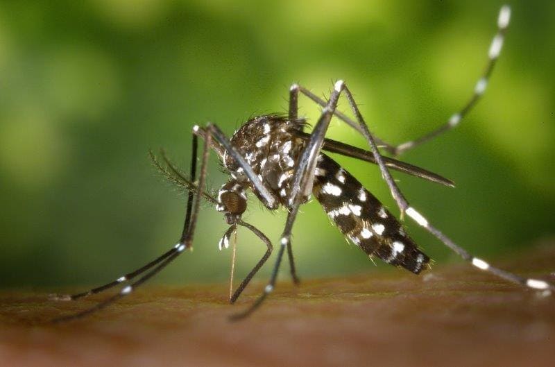 Termonebulização contra dengue